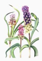 One Genus, Three Species (Leopoldia muglaense, Leopoldia massayana, Leopoldia erzincanica)
